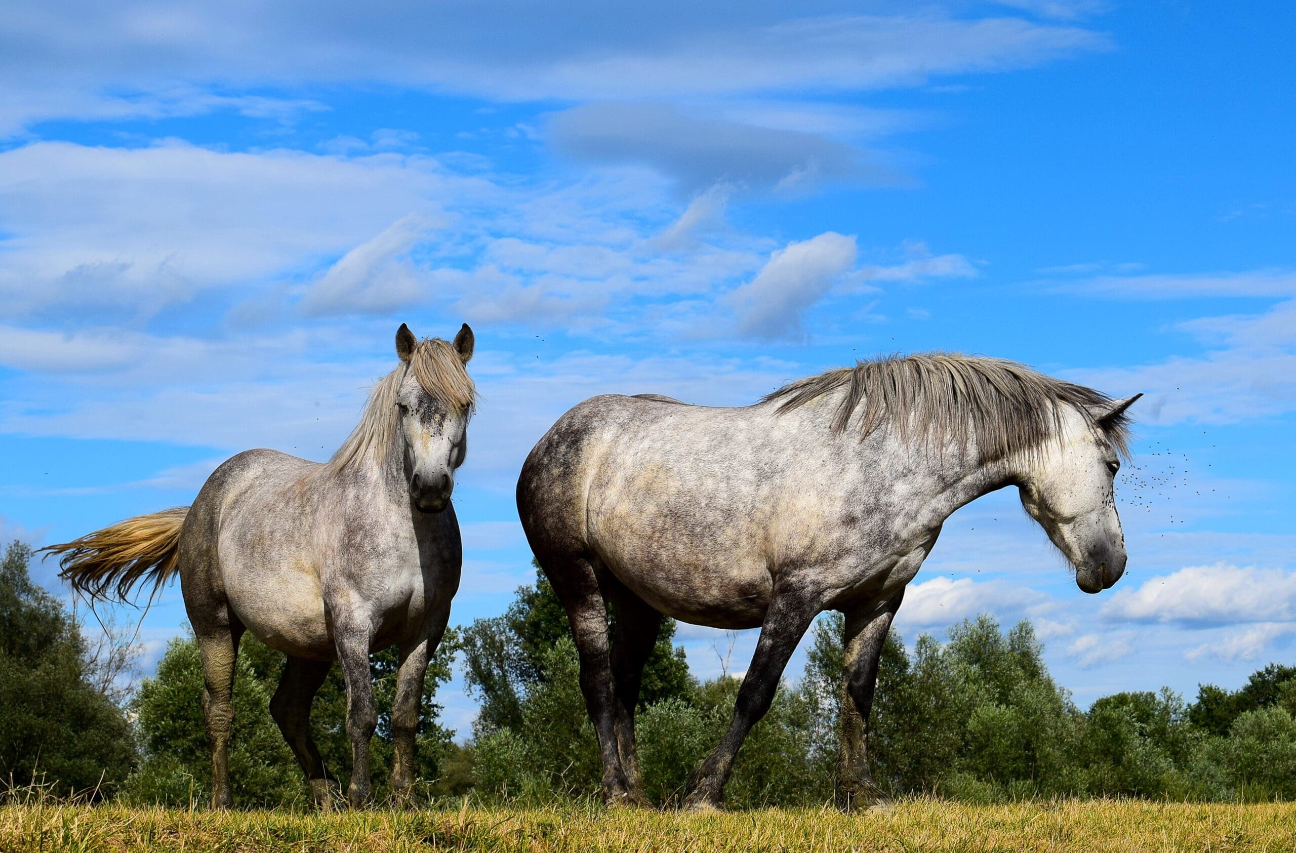 Turistička zajednica grada Kutine, TZGK, TZK, Turizam, Hrvatska, Moslavina, Kutina, Lonjsko polje, konji